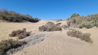 2023-GC--Mapalomas dunas-S123-116.jpg